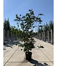 Japanischer Blumen-Hartriegel 'Venus' Mehrstämmig | Cornus 'Venus'