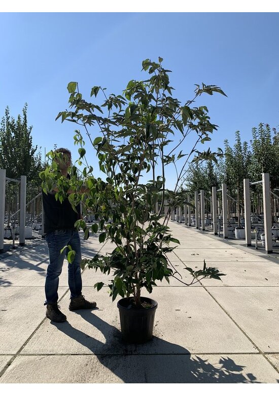 Japanischer Blumen-Hartriegel 'Venus' Mehrstämmig | Cornus 'Venus'