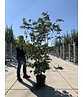Japanischer Blumen-Hartriegel 'Venus' Mehrstämmig | Cornus 'Venus'