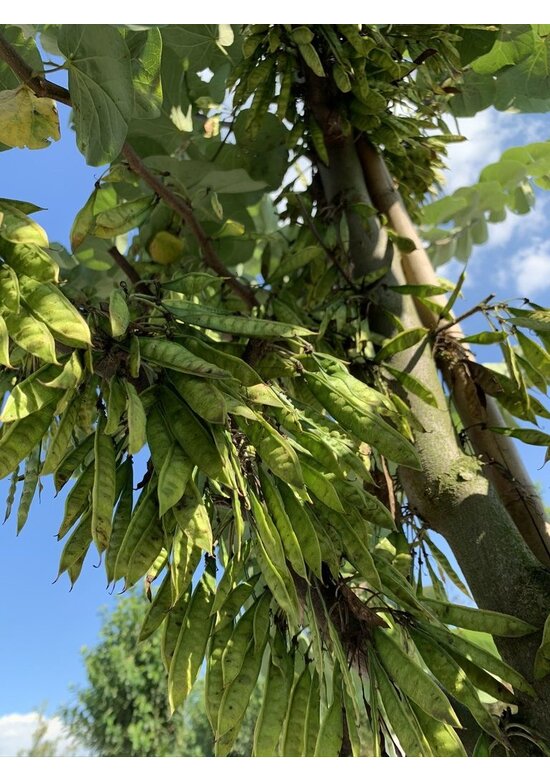 Gewönliche Judasbaum | Cercis siliquastrum