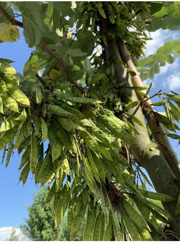 Gewönliche Judasbaum | Cercis siliquastrum Gewönliche Judasbaum | Cercis siliquastrum