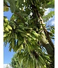 Gewönliche Judasbaum | Cercis siliquastrum