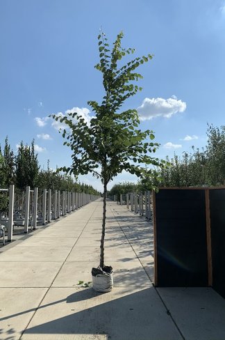 Gewönliche Judasbaum | Cercis siliquastrum