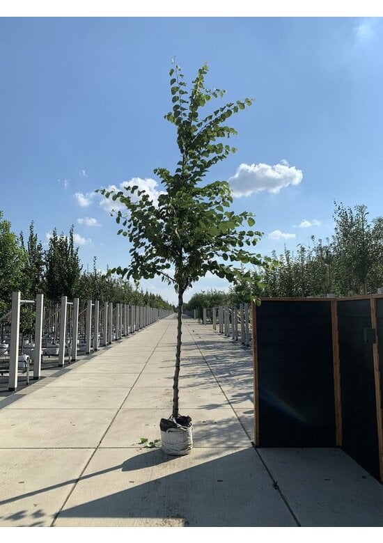 Gewönliche Judasbaum | Cercis siliquastrum