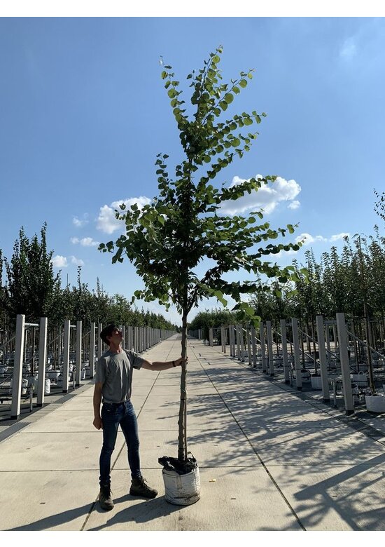 Gewönliche Judasbaum | Cercis siliquastrum