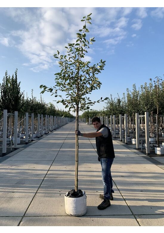 Felsenbirne 'Ballerina' | Amelanchier 'Ballerina'