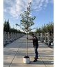 Felsenbirne 'Ballerina' | Amelanchier 'Ballerina'