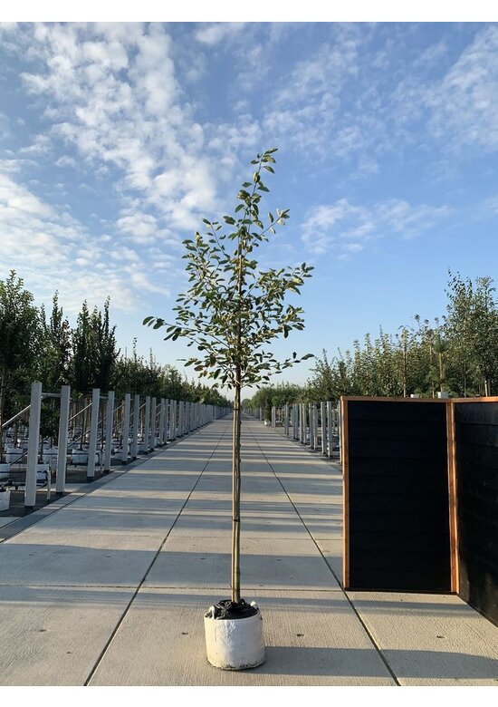 Essbare Felsenbirne 'Ballerina' | Amelanchier 'Ballerina'