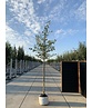 Felsenbirne 'Ballerina' | Amelanchier 'Ballerina'