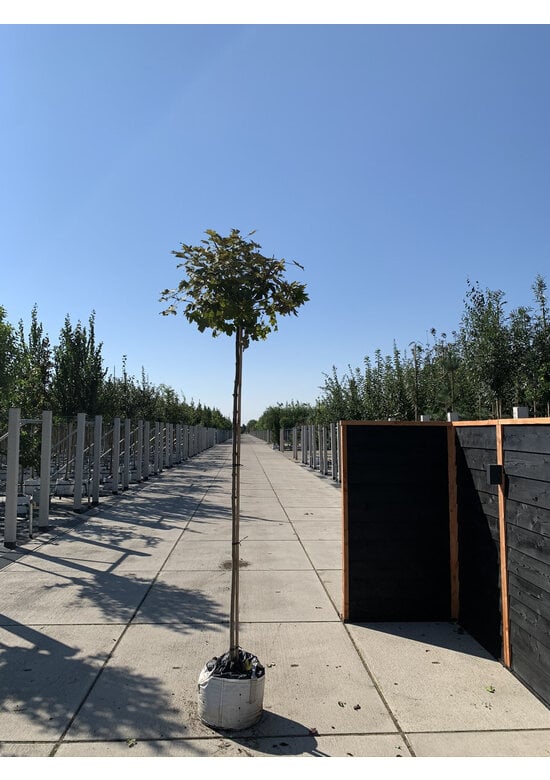 Berg-Ahorn 'Prinz Handjery' | Acer pseudoplatanus 'Prinz Handjery'