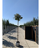 Berg-Ahorn 'Prinz Handjery' | Acer pseudoplatanus 'Prinz Handjery' Berg-Ahorn 'Prinz Handjery' | Acer pseudoplatanus 'Prinz Handjery'