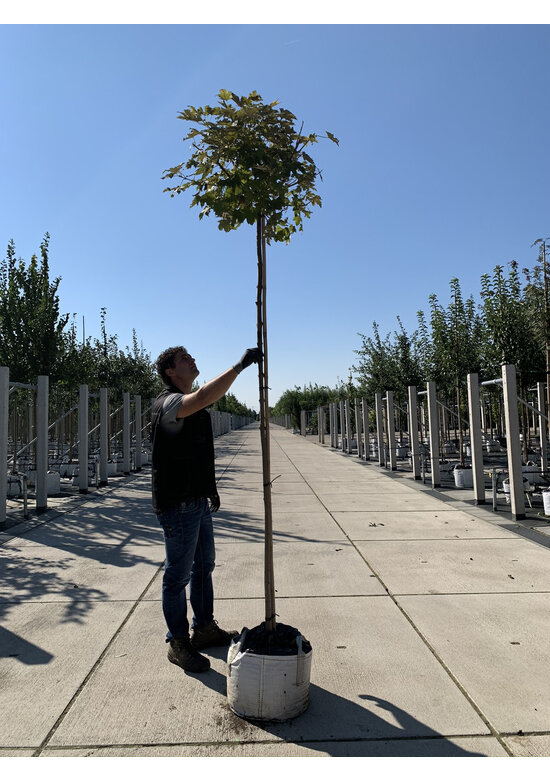 Berg-Ahorn 'Prinz Handjery' | Acer pseudoplatanus 'Prinz Handjery'