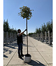 Berg-Ahorn 'Prinz Handjery' | Acer pseudoplatanus 'Prinz Handjery' Berg-Ahorn 'Prinz Handjery' | Acer pseudoplatanus 'Prinz Handjery'