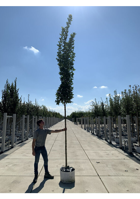 Mauritz-Spitzahorn 'Mauritz Upright' Hochstamm® | Acer platanoides 'Mauritz Upright'®