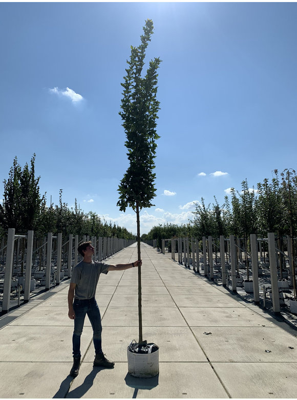 Mauritz-Spitzahorn 'Mauritz Upright' | Acer platanoides 'Mauritz Upright'® Mauritz-Spitzahorn 'Mauritz Upright' | Acer platanoides 'Mauritz Upright'®