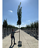 Mauritz-Spitzahorn 'Mauritz Upright' Hochstamm® | Acer platanoides 'Mauritz Upright'®