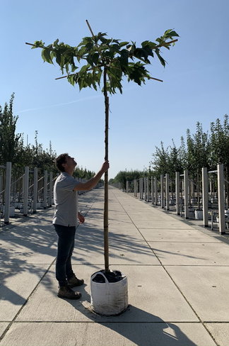 Weißer Maulbeerbaum 'Macrophylla' - Dachbaum | Morus alba 'Macrophylla'