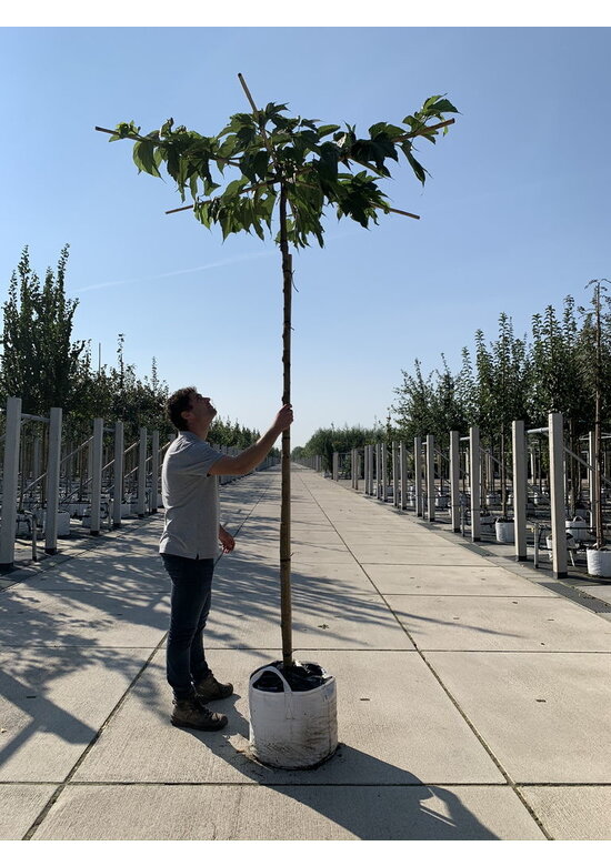Weißer Maulbeerbaum 'Macrophylla' - Dachbaum | Morus alba 'Macrophylla'