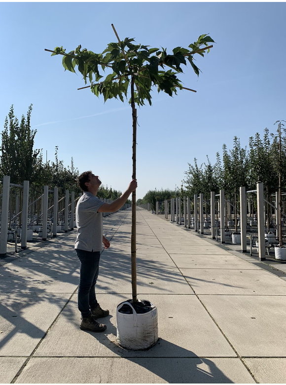 Weißer Maulbeerbaum 'Macrophylla' - Dachbaum | Morus alba 'Macrophylla' Weißer Maulbeerbaum 'Macrophylla' - Dachbaum | Morus alba 'Macrophylla'