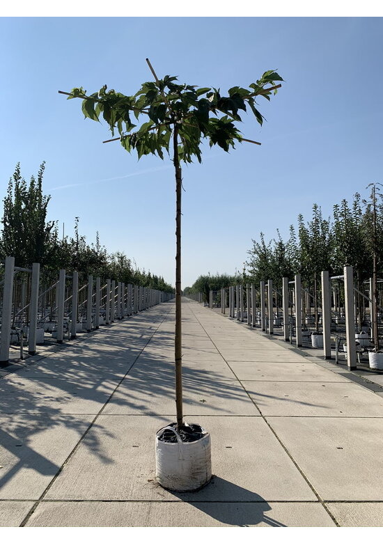 Weißer Maulbeerbaum 'Macrophylla' - Dachbaum | Morus alba 'Macrophylla'