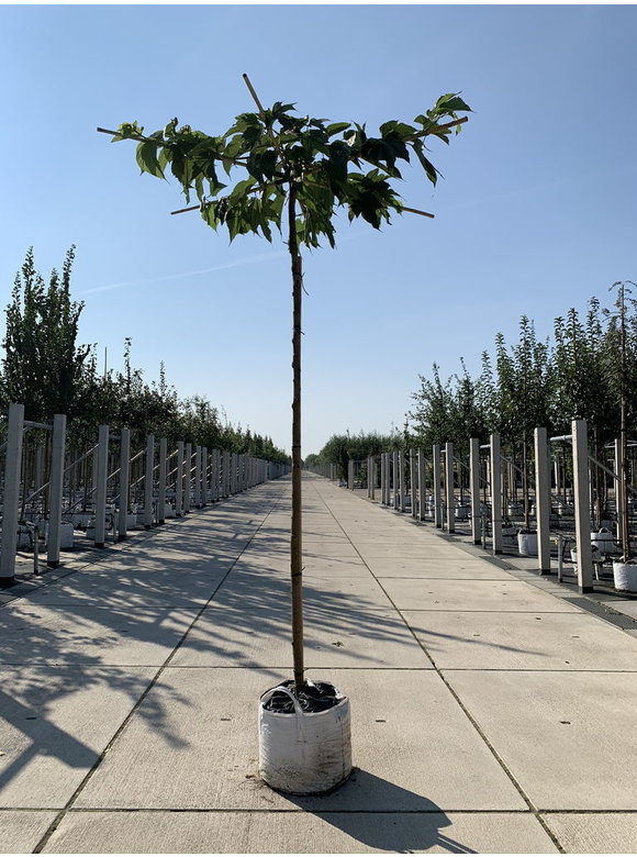 Weißer Maulbeerbaum 'Macrophylla' - Dachbaum | Morus alba 'Macrophylla' Weißer Maulbeerbaum 'Macrophylla' - Dachbaum | Morus alba 'Macrophylla'