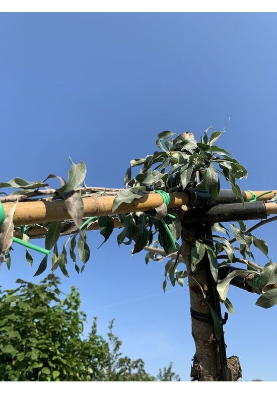Weidenblättrige Birne - Dachbaum | Pyrus salicifolia 'Pendula'