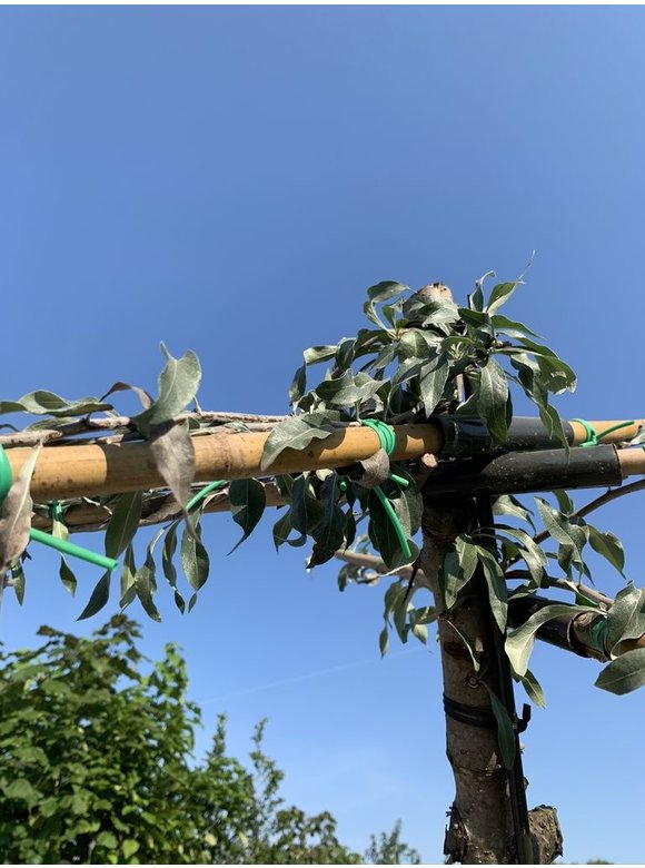 Weidenblättrige Birne - Hängende Wildbirne - Dachbaum | Pyrus salicifolia 'Pendula' Weidenblättrige Birne - Hängende Wildbirne - Dachbaum | Pyrus salicifolia 'Pendula'