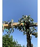 Weidenblättrige Birne - Dachbaum | Pyrus salicifolia 'Pendula' Weidenblättrige Birne - Dachbaum | Pyrus salicifolia 'Pendula'