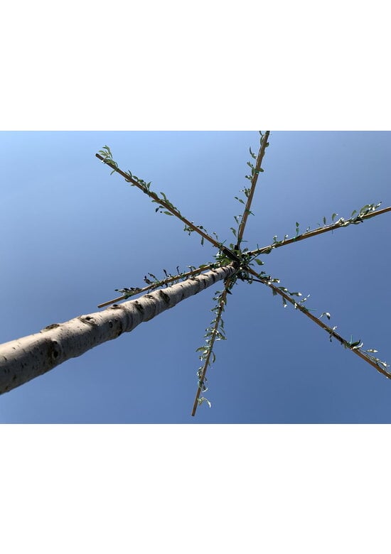 Weidenblättrige Birne - Dachbaum | Pyrus salicifolia 'Pendula'