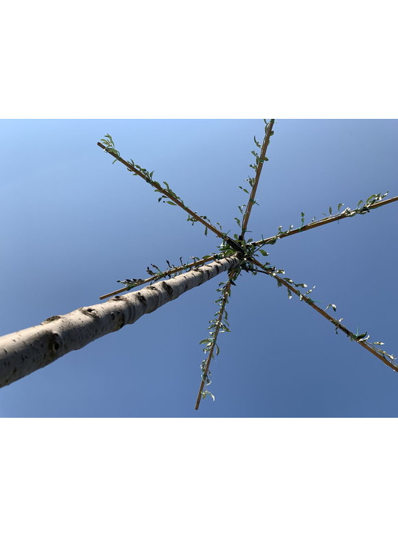 Weidenblättrige Birne - Hängende Wildbirne - Dachbaum | Pyrus salicifolia 'Pendula' Weidenblättrige Birne - Hängende Wildbirne - Dachbaum | Pyrus salicifolia 'Pendula'