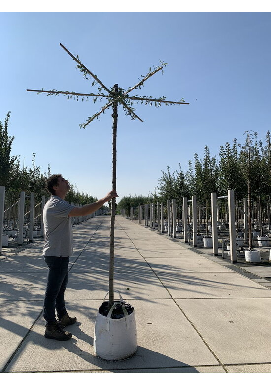 Weidenblättrige Birne - Dachbaum | Pyrus salicifolia 'Pendula'