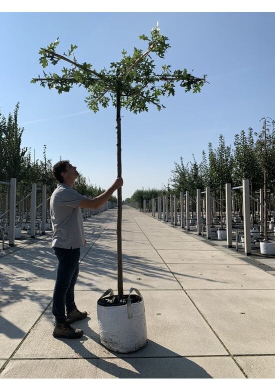 Sumpfeiche dachform | Quercus palustris