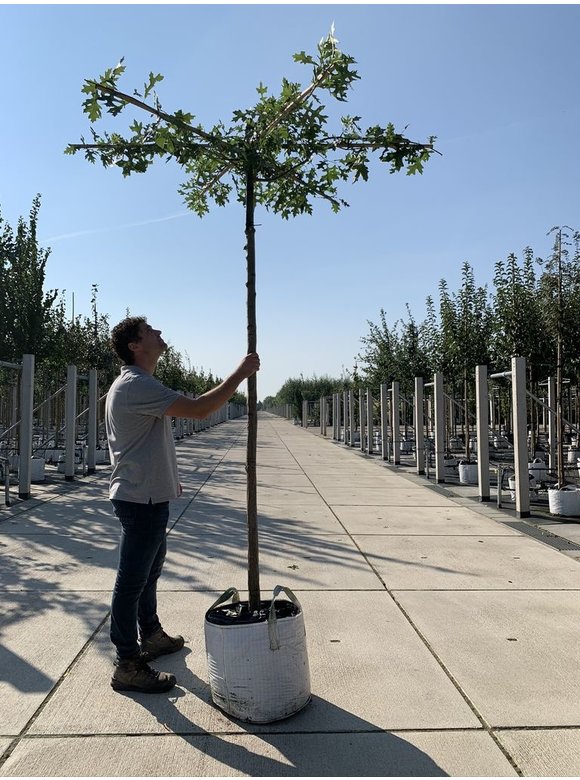 Sumpf-Eiche - Dachbaum | Quercus palustris Sumpf-Eiche - Dachbaum | Quercus palustris