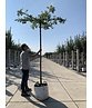 Sumpf-Eiche - Dachbaum | Quercus palustris Sumpf-Eiche - Dachbaum | Quercus palustris