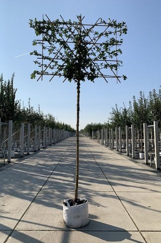 Feldahorn Spalier | Acer campestre Feldahorn Spalier | Acer campestre