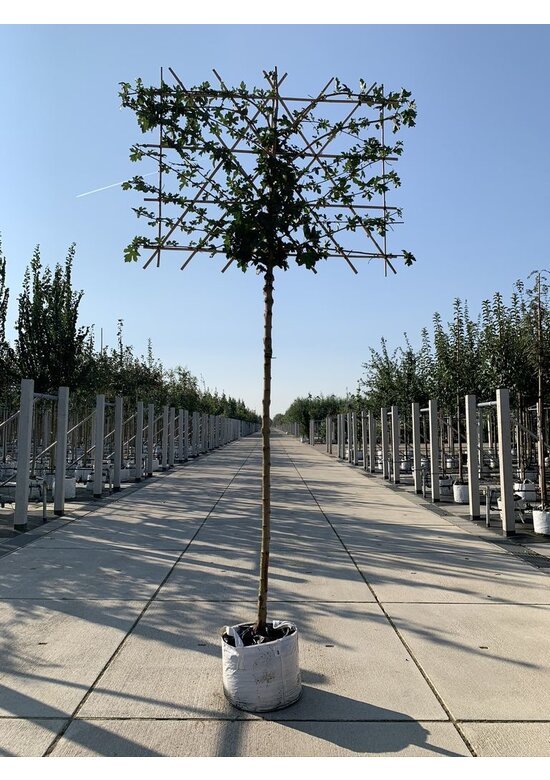 Feldahorn Spalier | Acer campestre Feldahorn Spalier | Acer campestre