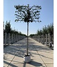 Feldahorn Spalier | Acer campestre