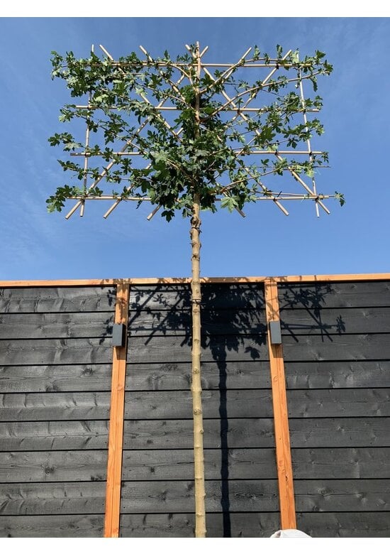 Feldahorn Spalier | Acer campestre