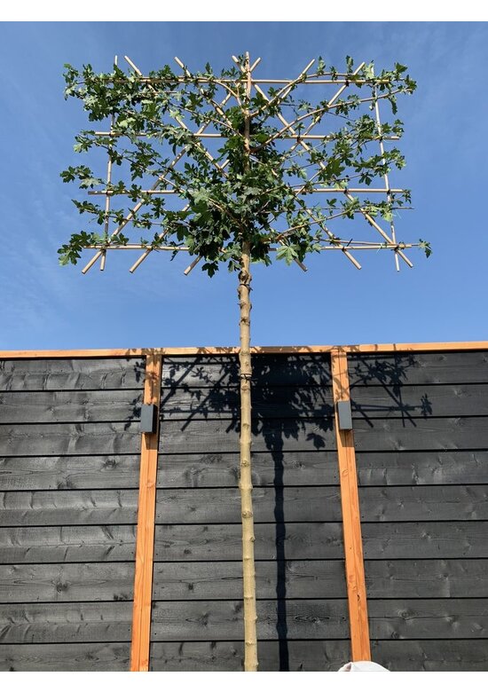 Feldahorn Spalier | Acer campestre