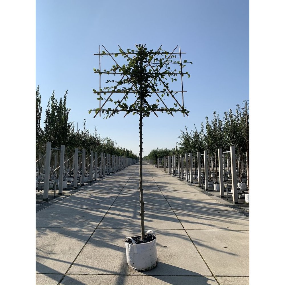 Rotbuche Spalierbaum kaufen? Qualität für Naturliebhaber Venovi