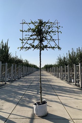 Rotbuche - Spalierbaum | Fagus sylvatica Rotbuche - Spalierbaum | Fagus sylvatica