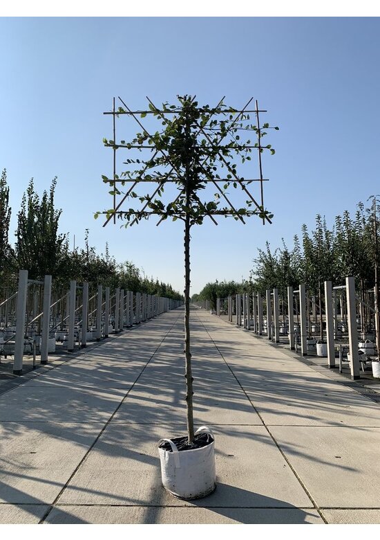 Rotbuche - Spalierbaum | Fagus sylvatica