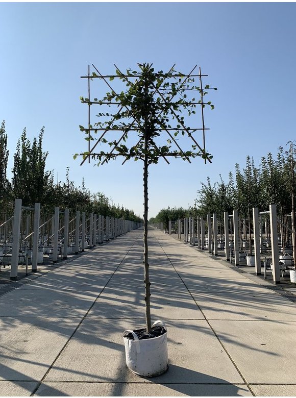 Rotbuche - Spalierbaum | Fagus sylvatica Rotbuche - Spalierbaum | Fagus sylvatica