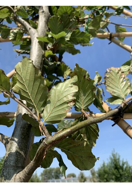 Rotbuche - Spalierbaum | Fagus sylvatica