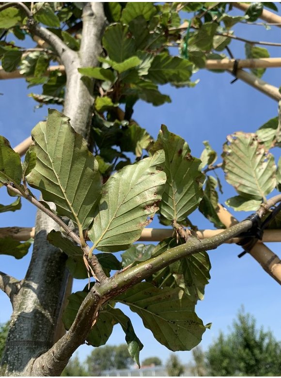 Rotbuche - Spalierbaum | Fagus sylvatica Rotbuche - Spalierbaum | Fagus sylvatica