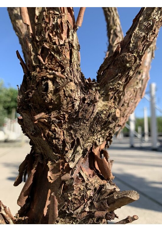 Zimtahorn - Mehrstämmig | Acer griseum