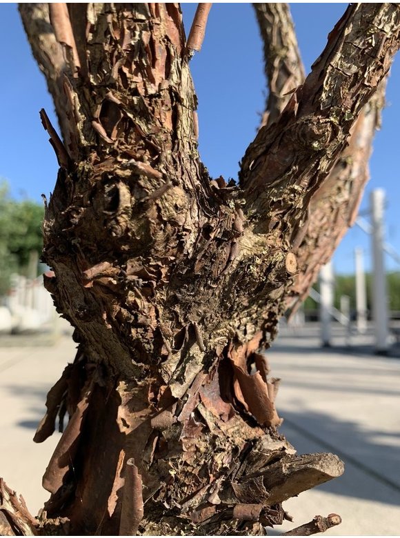 Zimtahorn - Mehrstämmig | Acer griseum Zimtahorn - Mehrstämmig | Acer griseum