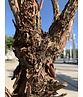 Zimtahorn - Mehrstämmig | Acer griseum Zimtahorn - Mehrstämmig | Acer griseum