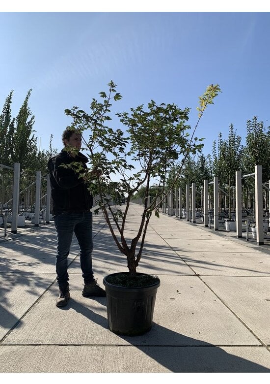 Zimtahorn - Mehrstämmig | Acer griseum