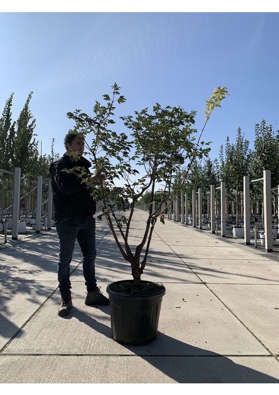 Zimtahorn - Mehrstämmig | Acer griseum